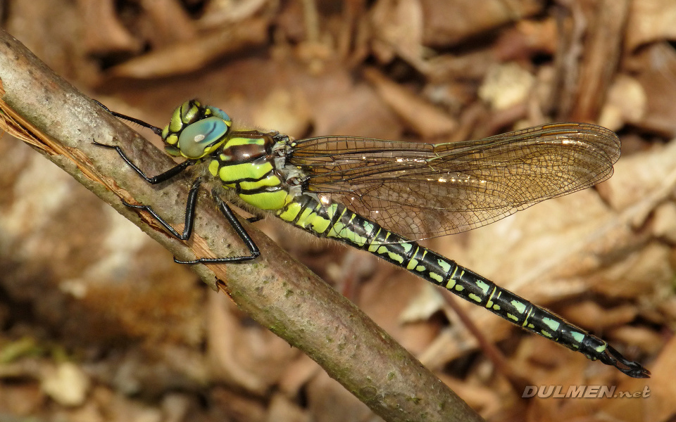 Hairy Hawker (Male, Brachytron pratense)